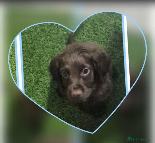 Cocker Spaniel dogs Working cocker puppies for sale - Advert 15