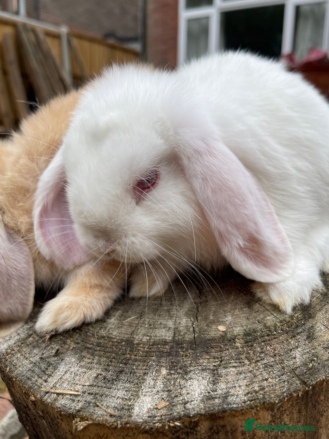 Netherland Dwarf rabbits for sale: Rare Colour purebred Netherland Dwarf  - Image 8