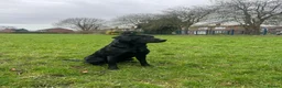 Labrador Retriever dogs for sale: Working Labs  - Advert 4