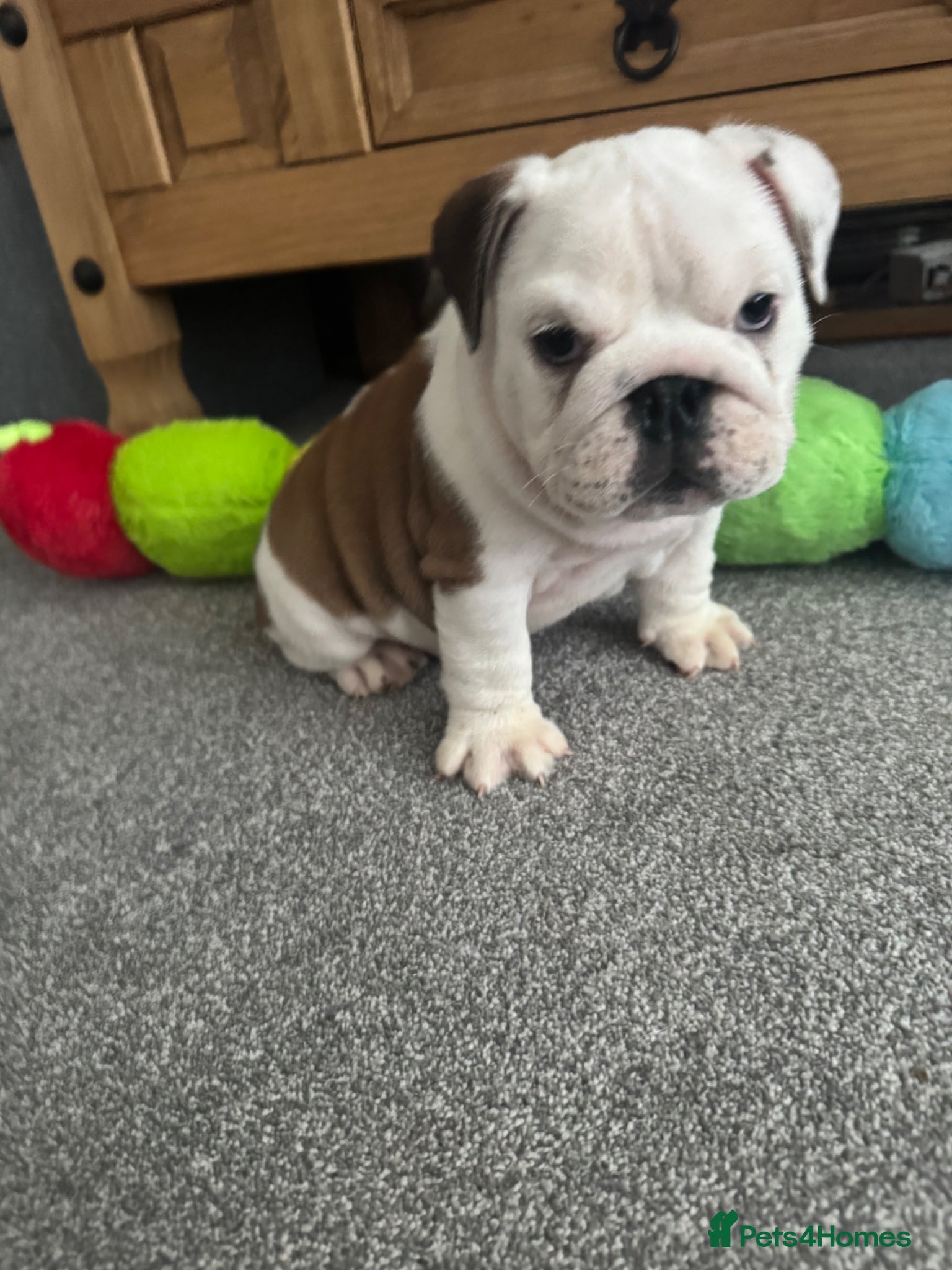 English Bulldog dogs KC REG Red/White 2 BOYS  READY TO GO!!!!   - Advert 1