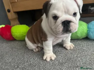 English Bulldog dogs KC REG Red/White 2 BOYS READY TO GO!!!! - Advert 1