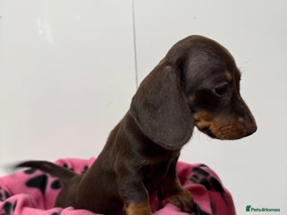 Miniature Dachshund dogs CHOCOLATE AND CREAM MINIATURE DACHSHUND PUPPY - Advert 6