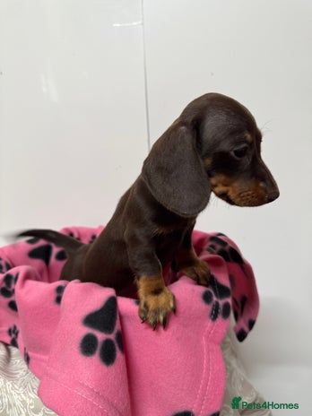 Miniature Dachshund dogs CHOCOLATE AND CREAM MINIATURE DACHSHUND PUPPY - Advert 1