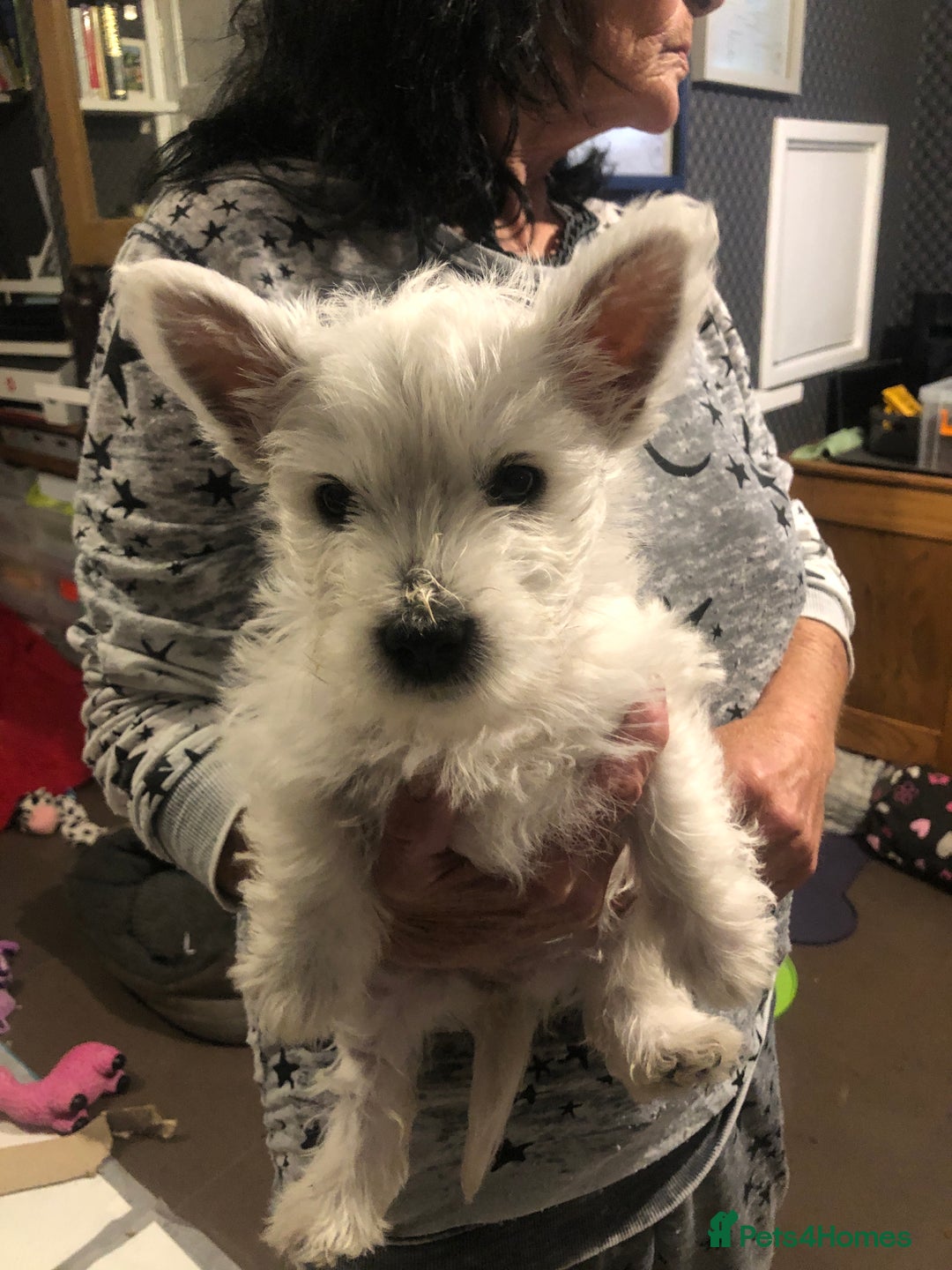 West Highland Terrier dogs for sale: Beautiful west highland puppies for sale - Image 19