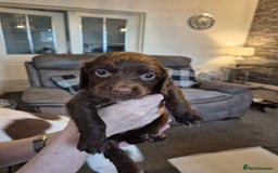Sprocker dogs for sale: Sprocker puppies for sale - Image 6