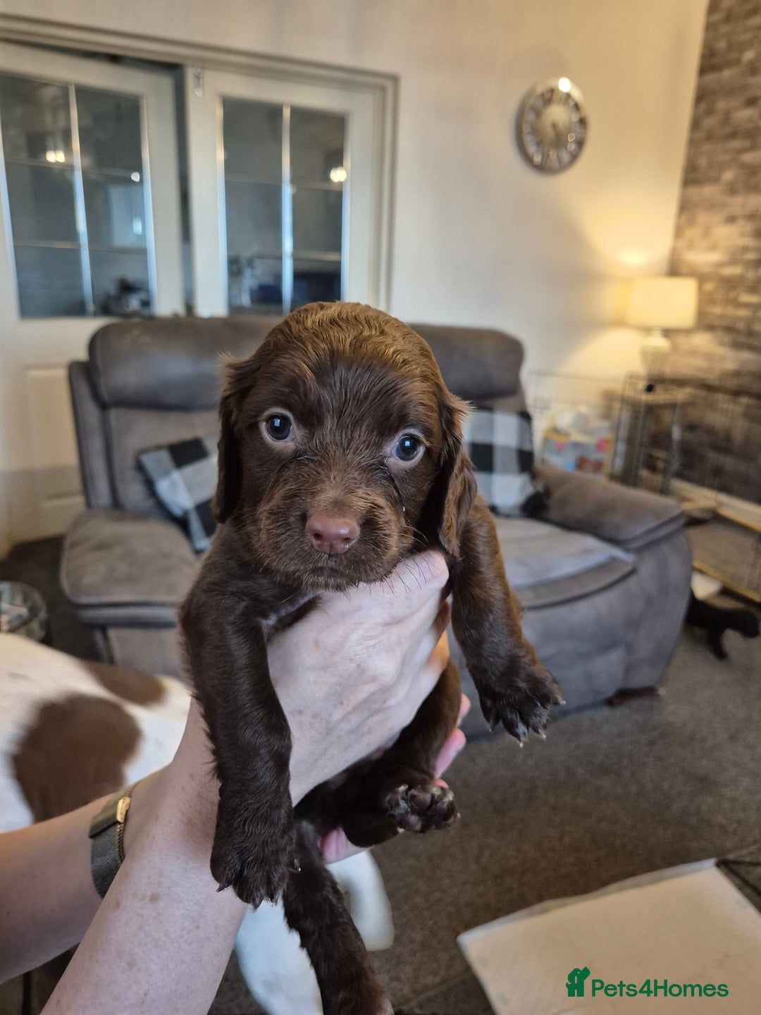 Sprocker dogs for sale: Sprocker puppies for sale - Image 6