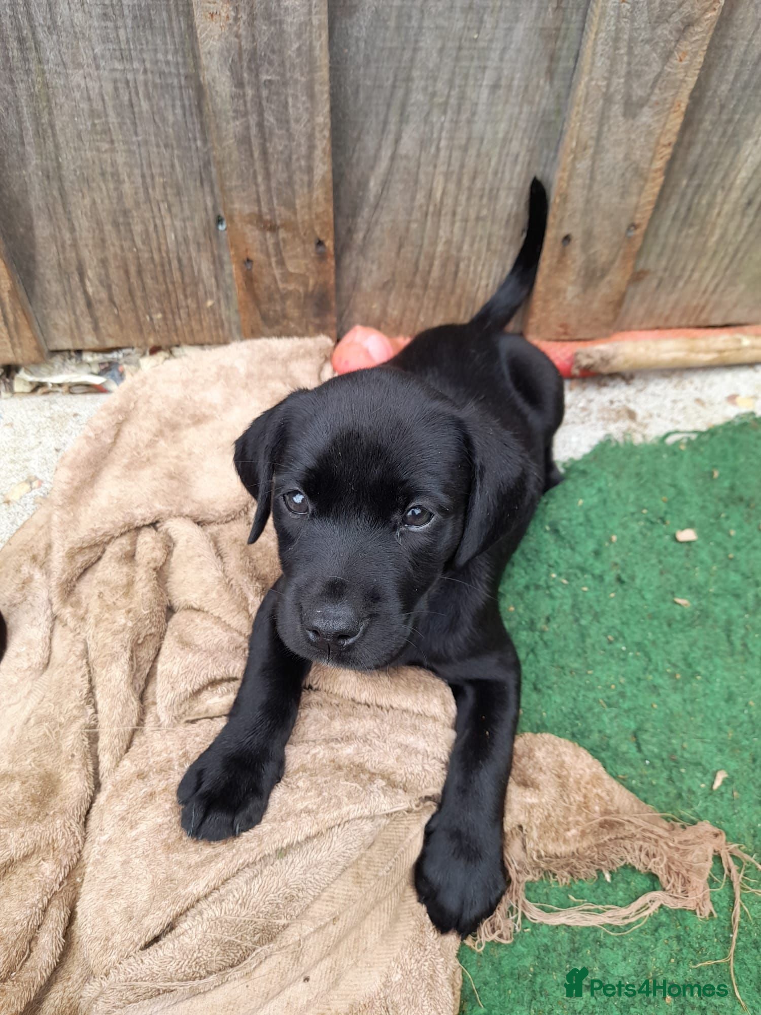 Labrador Retriever dogs Labrador puppies  - Advert 2