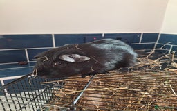 Guinea Pig rodents for sale: Stunning bore guinea pigs - Image 4