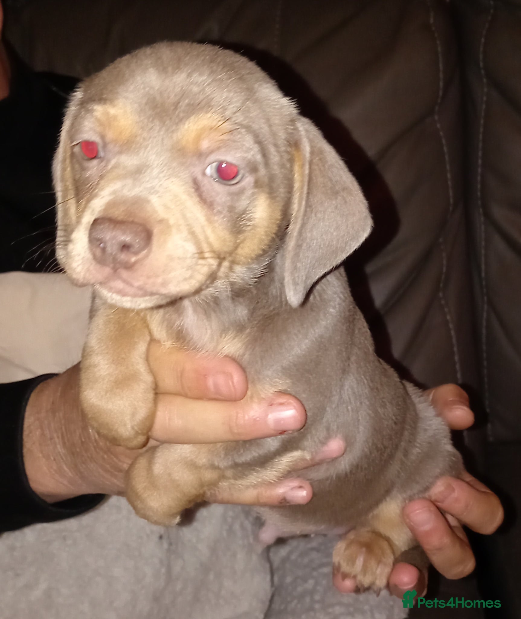 Chiweenie dogs Beautiful Chiweenies - Advert 1