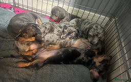 Dachshund dogs for sale: Beautiful litter of dachshund babies  - Image 11
