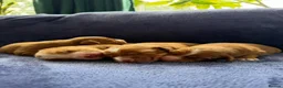 Nova Scotia Duck Tolling Retriever dogs for sale: Beautiful Toller puppies from champion bloodlines - Advert 4