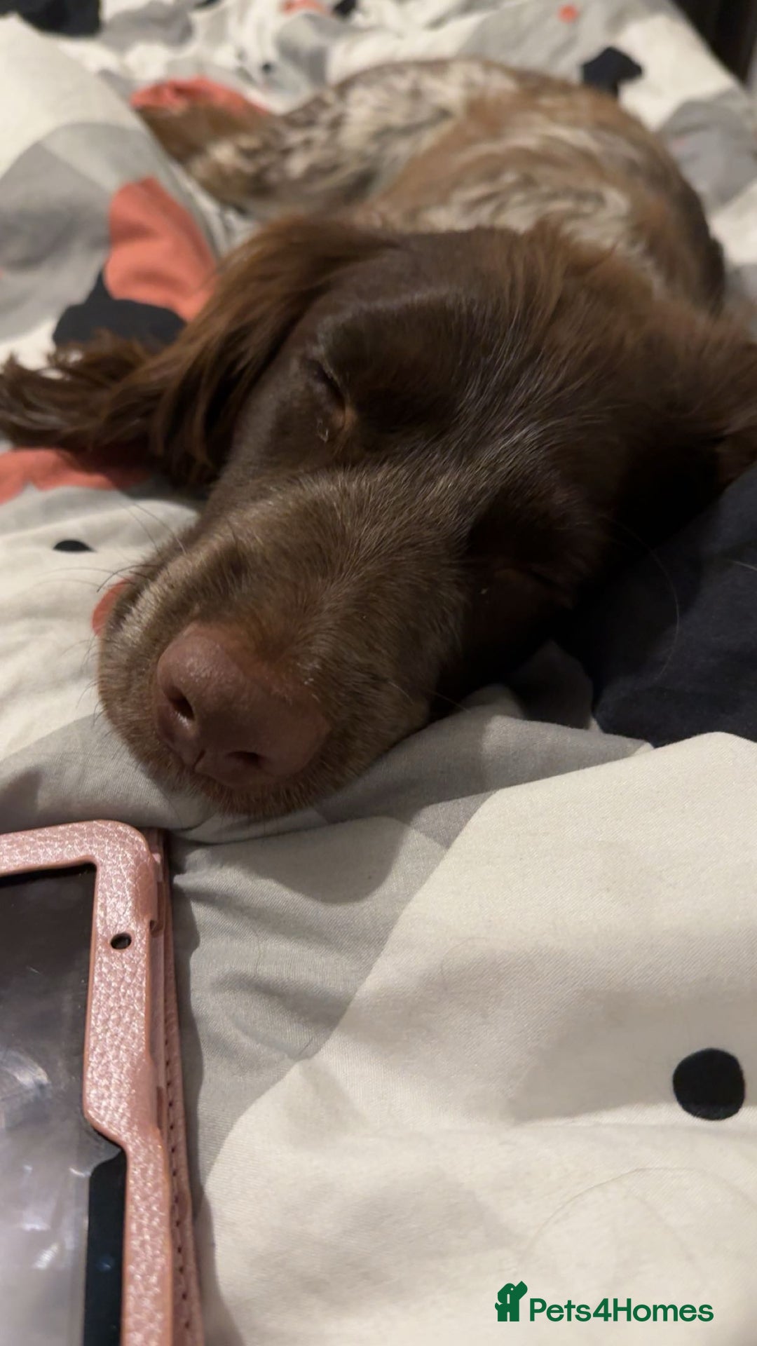 English Springer Spaniel dogs for sale: 10 month old springer spaniel  - Advert 4