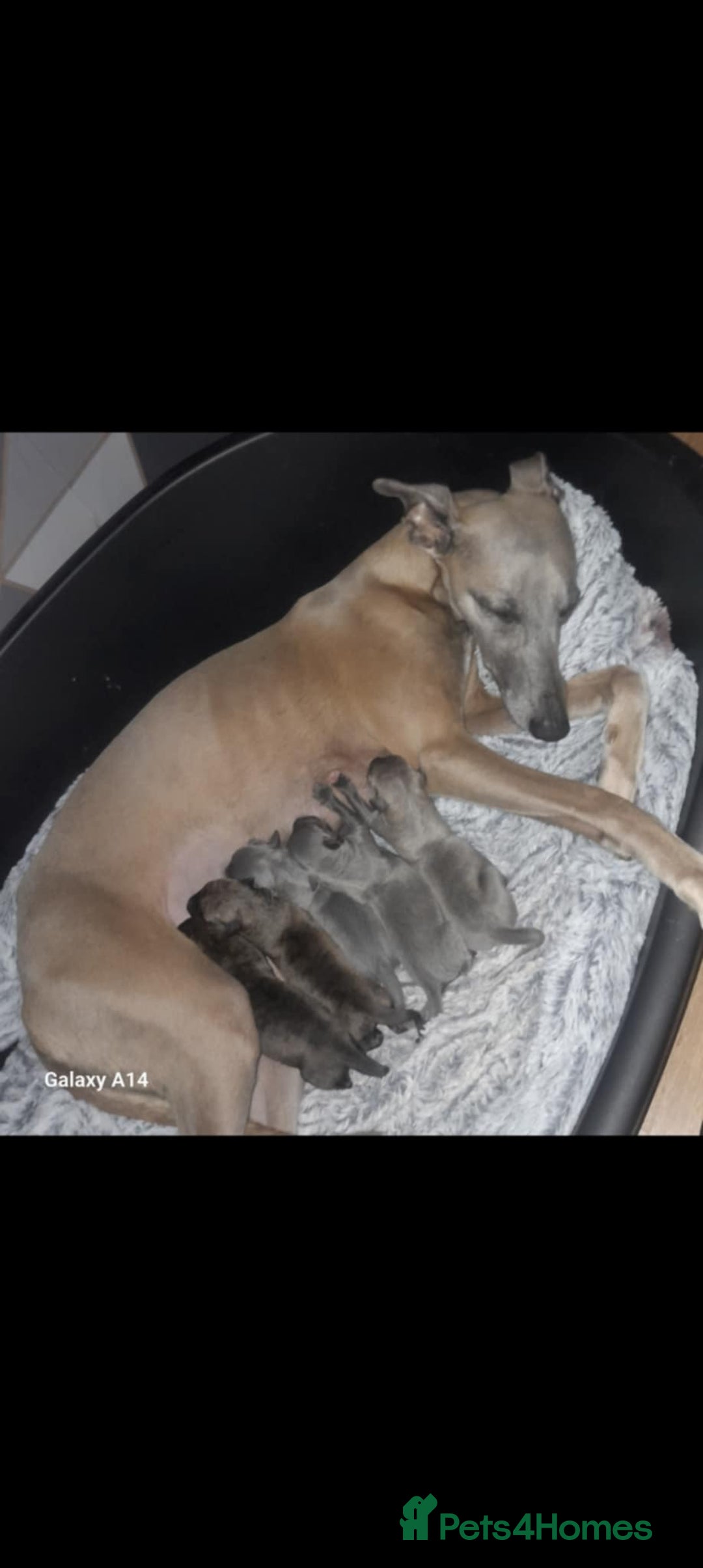 Whippet dogs for sale: CHAMPION SHOW BLOOD KC WHIPPET PUPS - Image 13