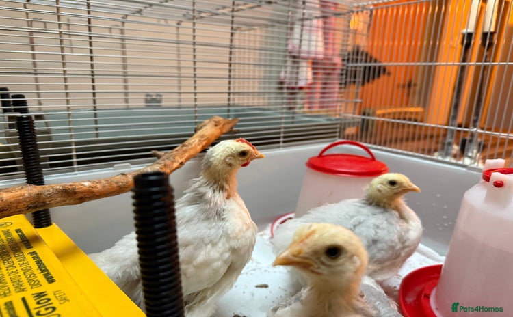 Chickens poultry - Advert 1