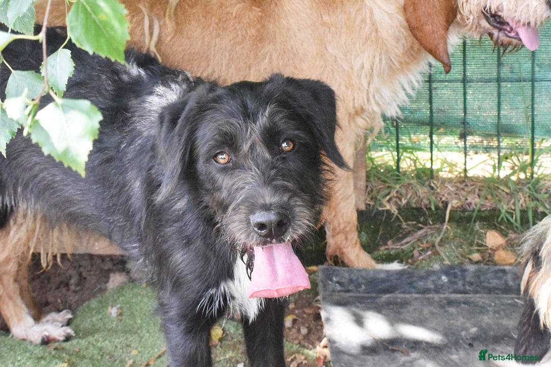 Irish Wolfhound dogs for adoption: Candy - Image 4
