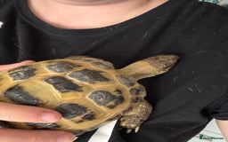 Tortoise reptiles for sale: Horsefield Tortoise - Image 7