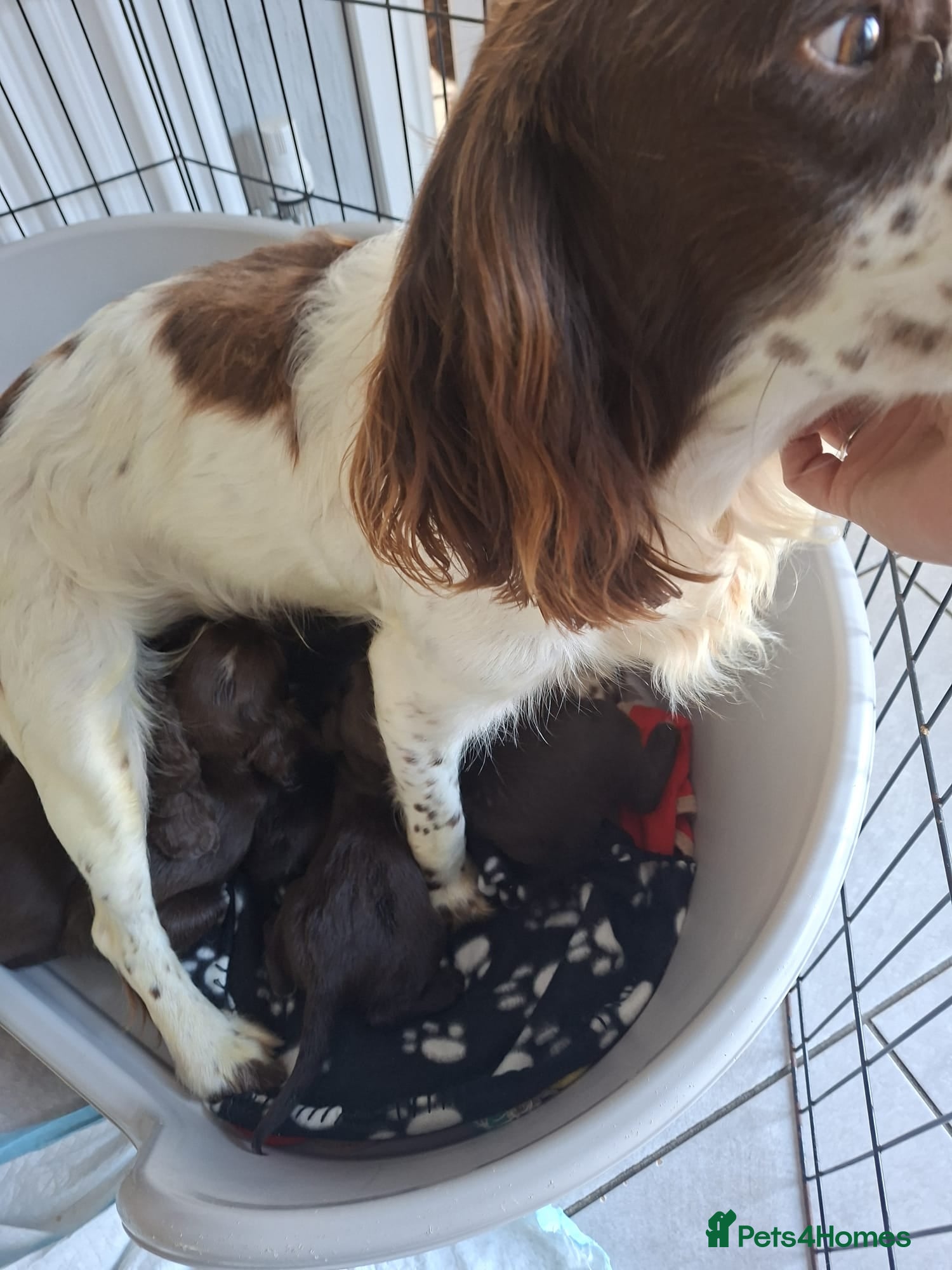 Sprocker dogs Sprocker pups - Advert 1