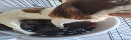 Sprocker dogs for sale: Sprocker pups - Advert 17