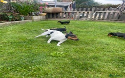Jack Russell dogs for sale: Jack Russell terrier puppies - Image 10