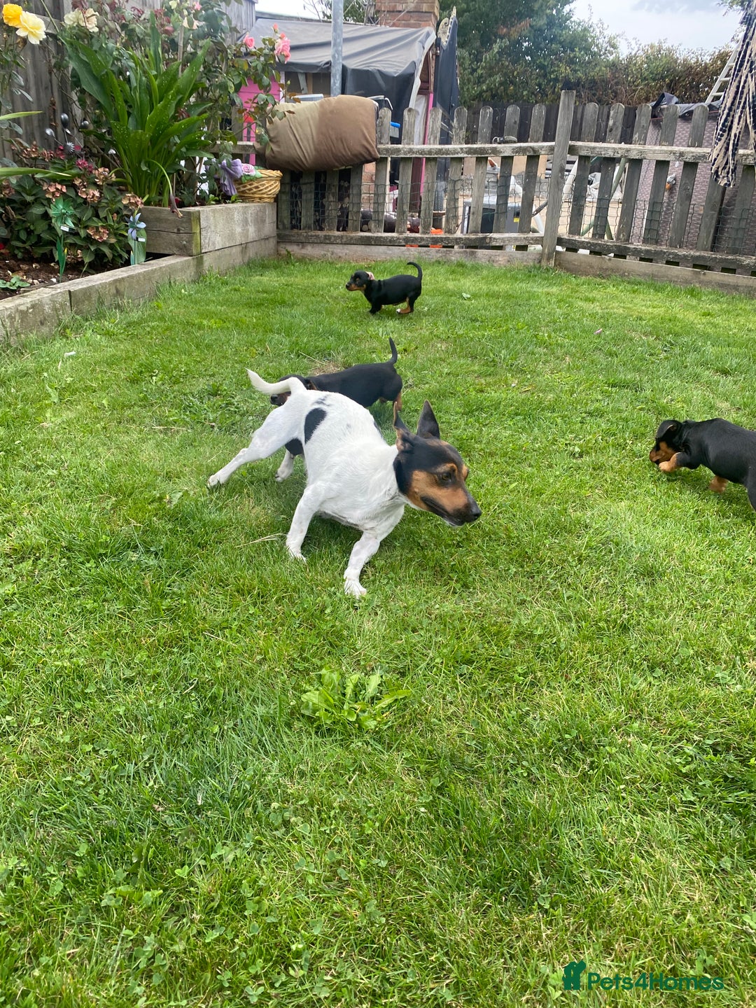 Jack Russell dogs for sale: Jack Russell terrier puppies - Image 10