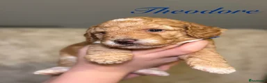 Theodore