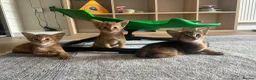 Somali cats for sale: Somali kittens available 😻 in Lincoln - Advert 8