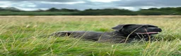Cane Corso dogs for sale: Last Adorable Puppy Blue Cane Corso available - Advert 9