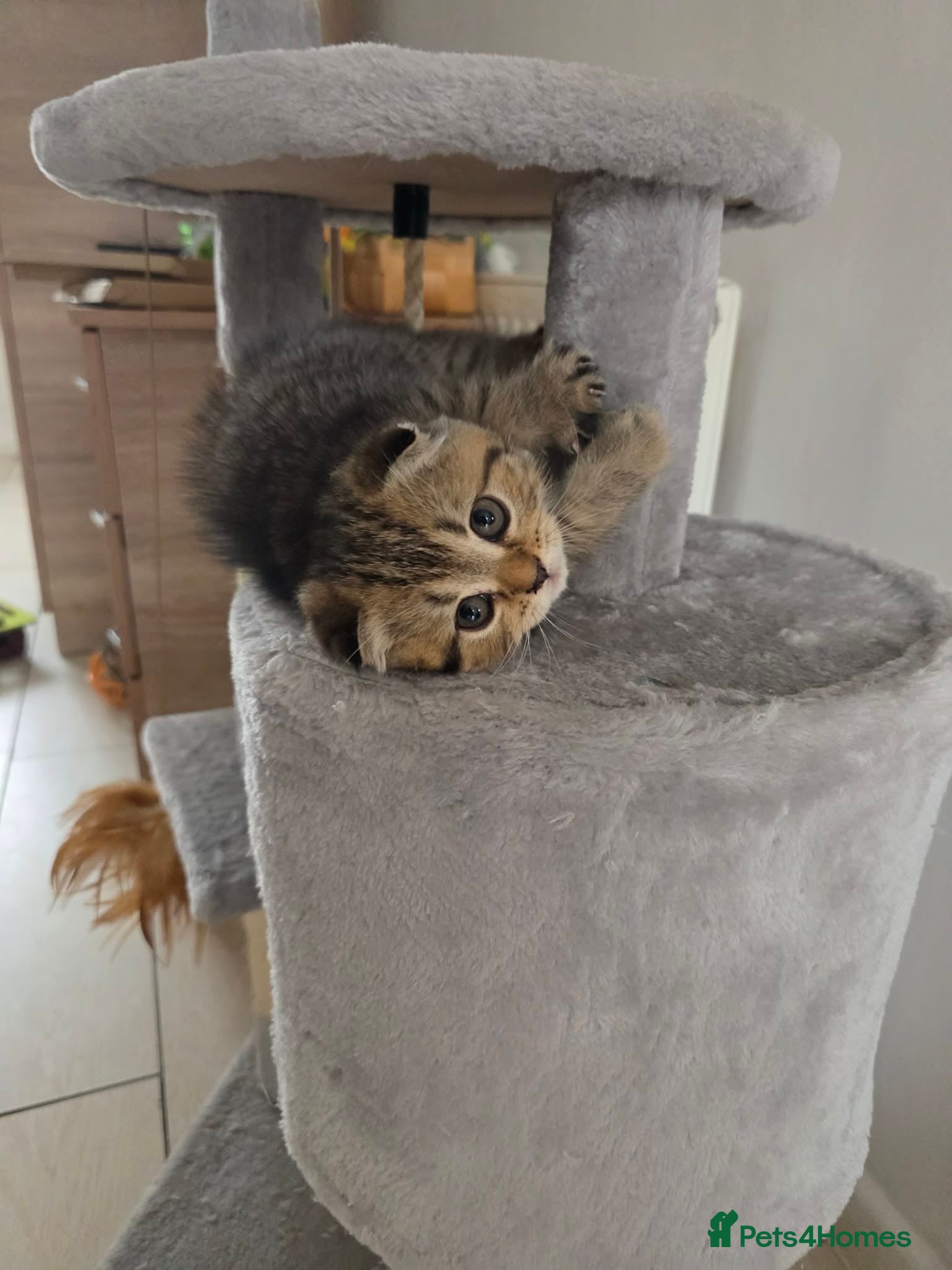 Scottish Fold cats Only 2 left!! Beautiful Scottish Fold Kittens  - Advert 2