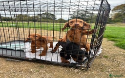 Cocker Spaniel dogs for sale: Working cocker spaniel - champion bloodlines  - Image 27