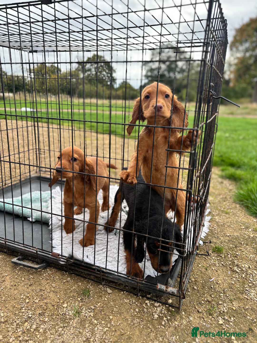 Cocker Spaniel dogs for sale: Working cocker spaniel - champion bloodlines  - Image 27