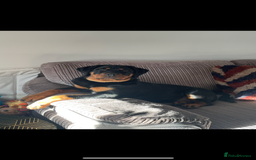 Rottweiler dogs for sale: Female Rottweiler  - Image 4