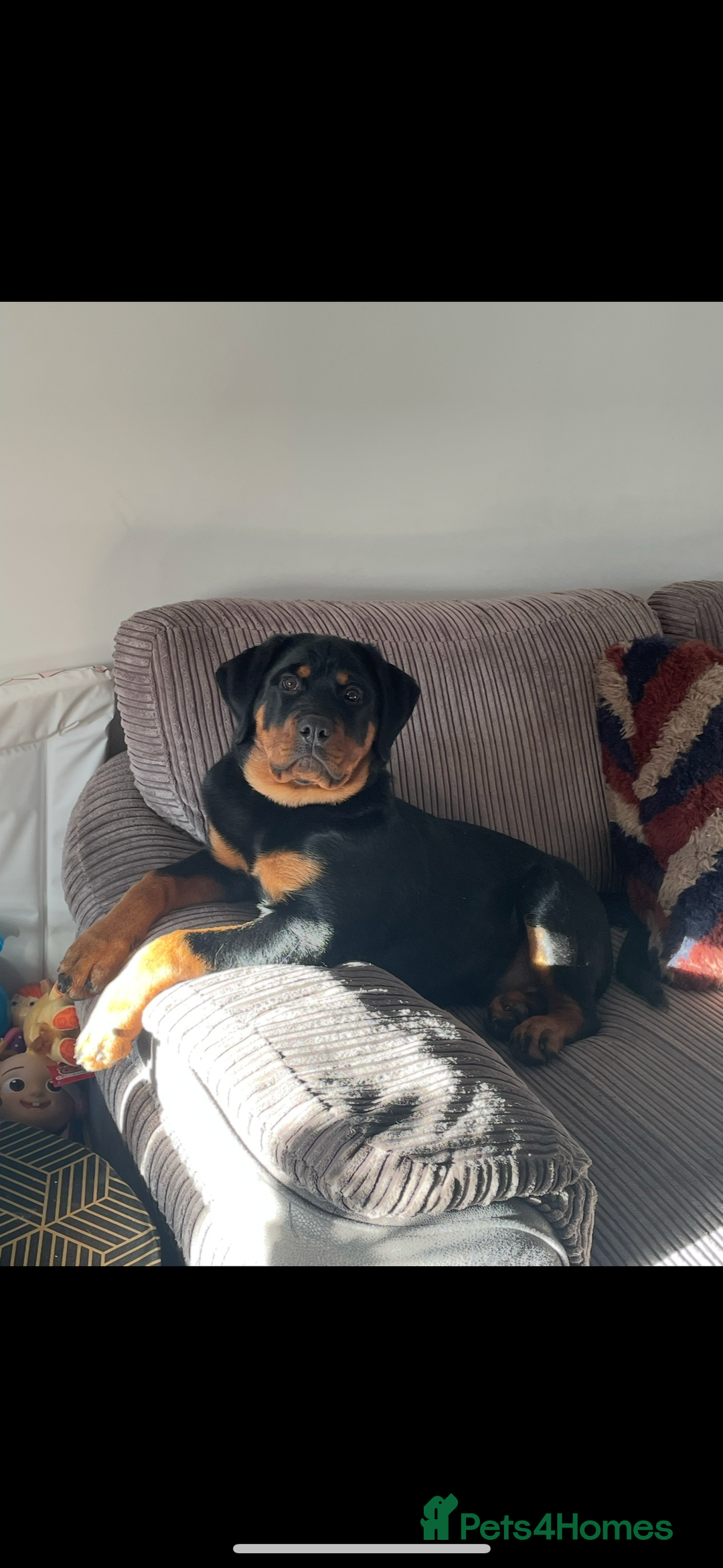 Rottweiler dogs for sale: Female Rottweiler  - Image 4