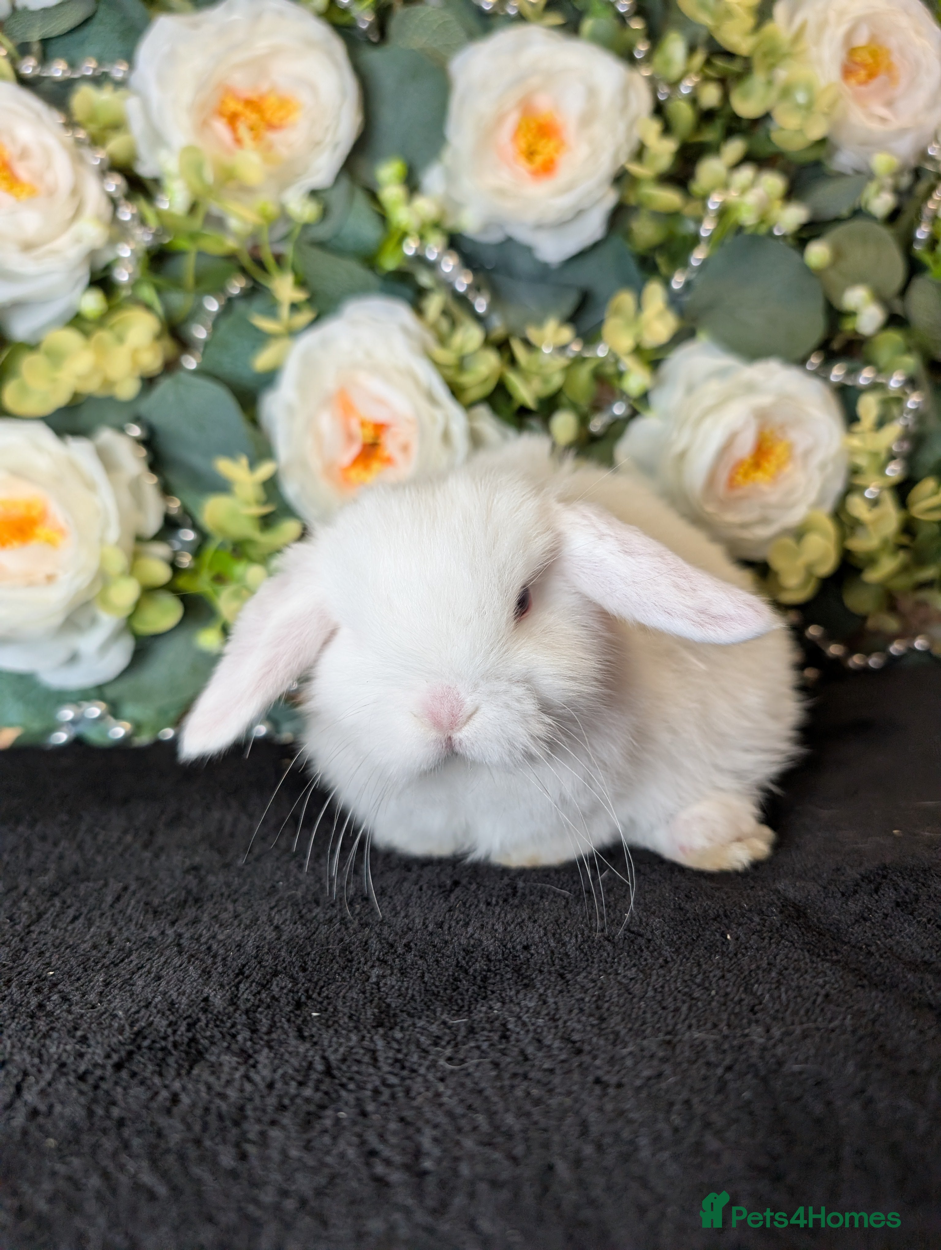 Mini Lop rabbits ❤️Stunning mini lop babies❤️ - Advert 3