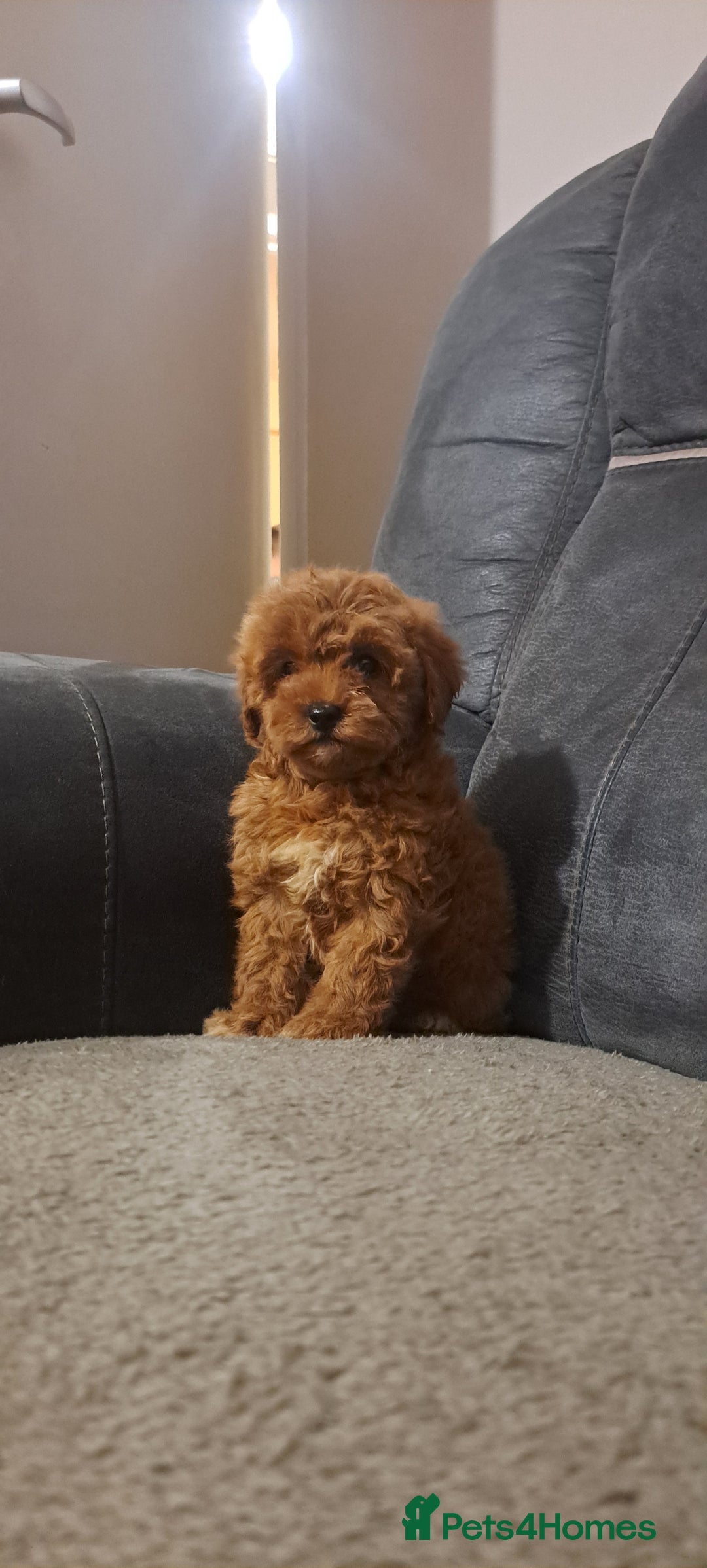 Toy Poodle dogs for sale: Toy poodle - Advert 20