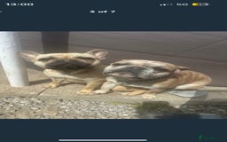 French Bulldog dogs for sale: Male French bulldog - Image 1