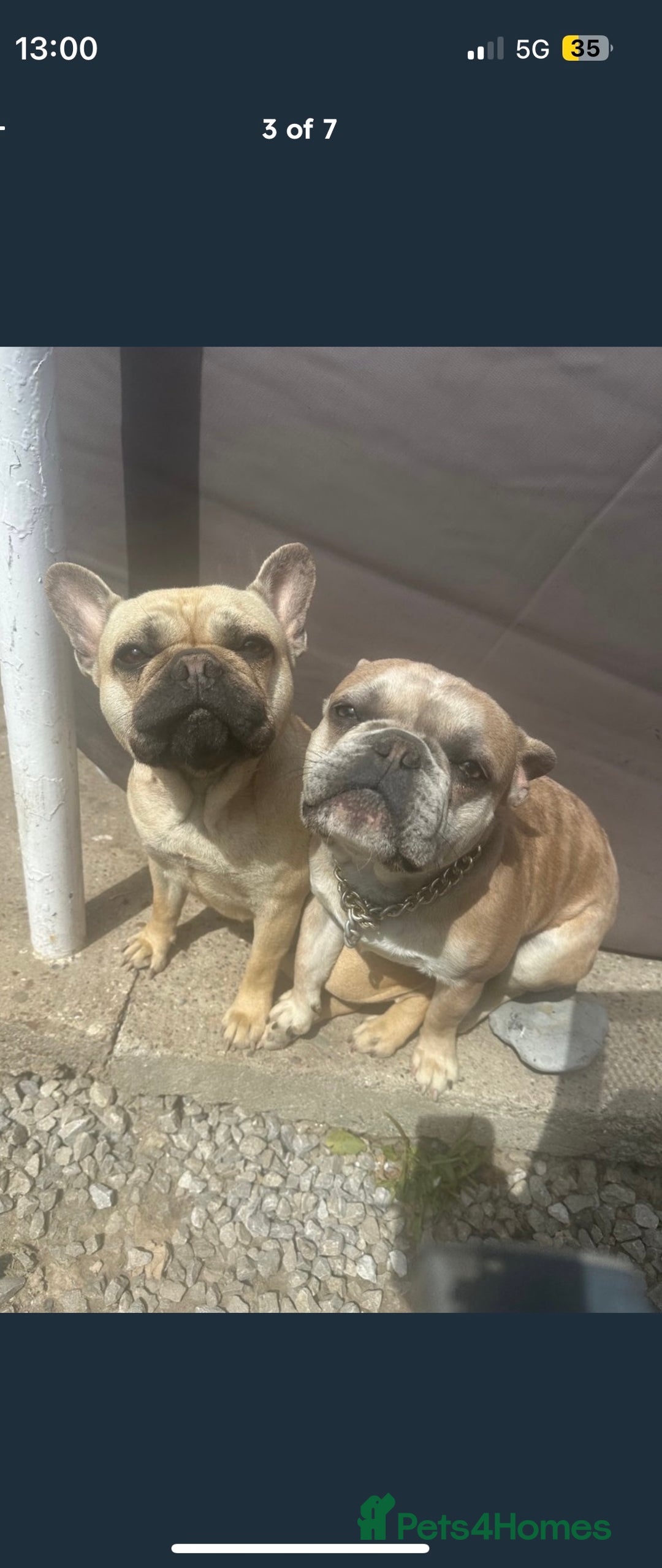 French Bulldog dogs for sale: Male French bulldog - Image 1