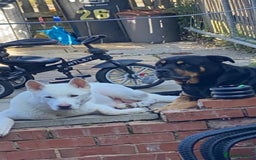 Mixed Breed dogs for sale: Rottweiler cross Akita (rokita) - Image 7