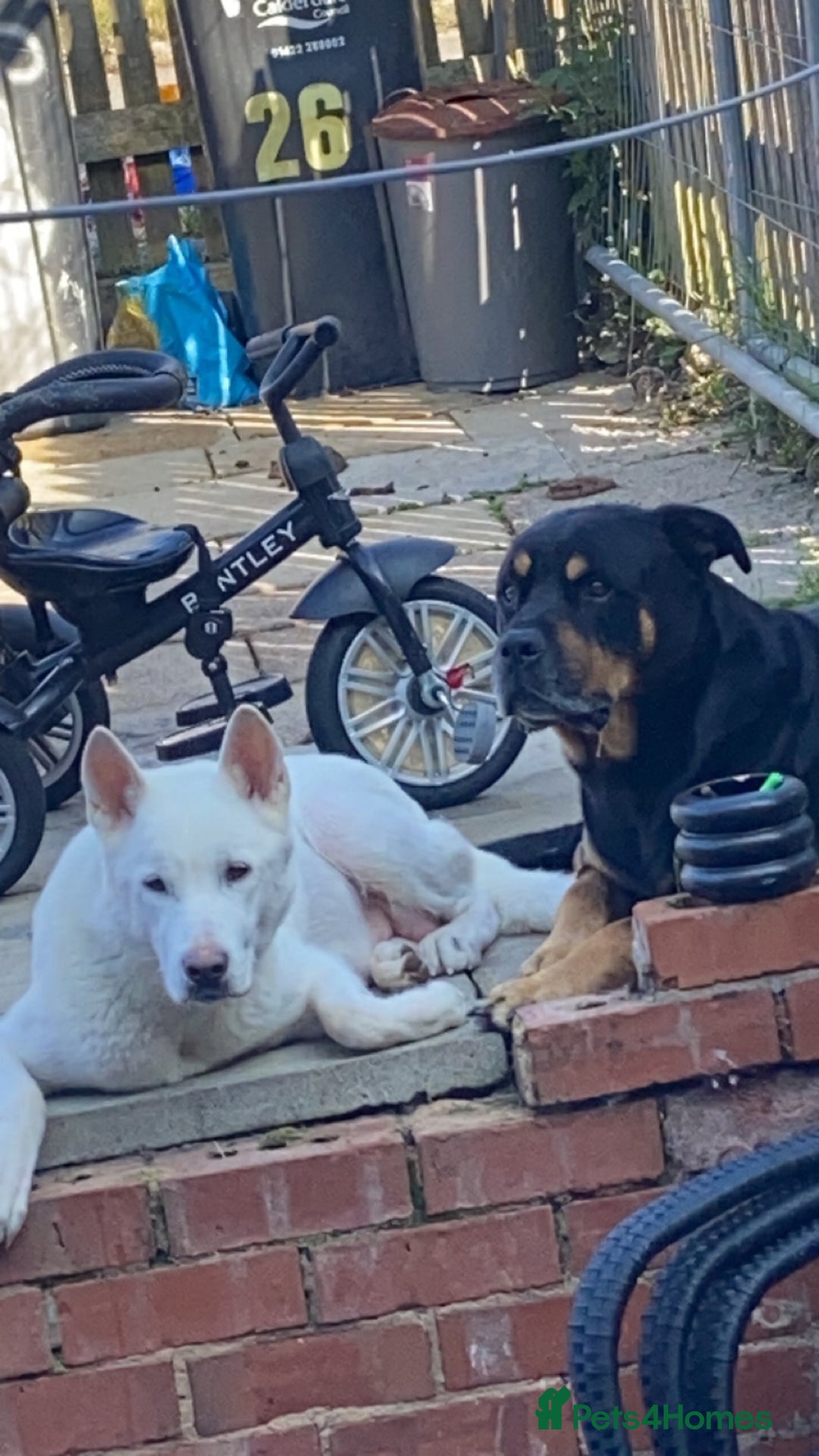 Mixed Breed dogs for sale: Rottweiler cross Akita (rokita) - Image 7
