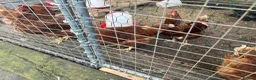 Chickens poultry for sale: 6 ISA Brown point of lay chickens  in Birmingham - Advert 6