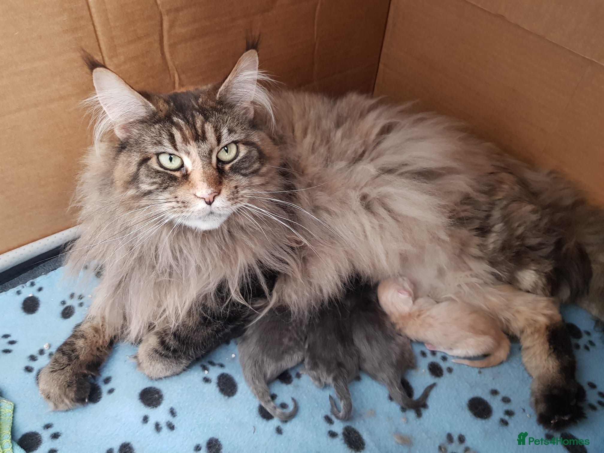 Maine Coon cats Beautiful Maine coons  - Advert 2