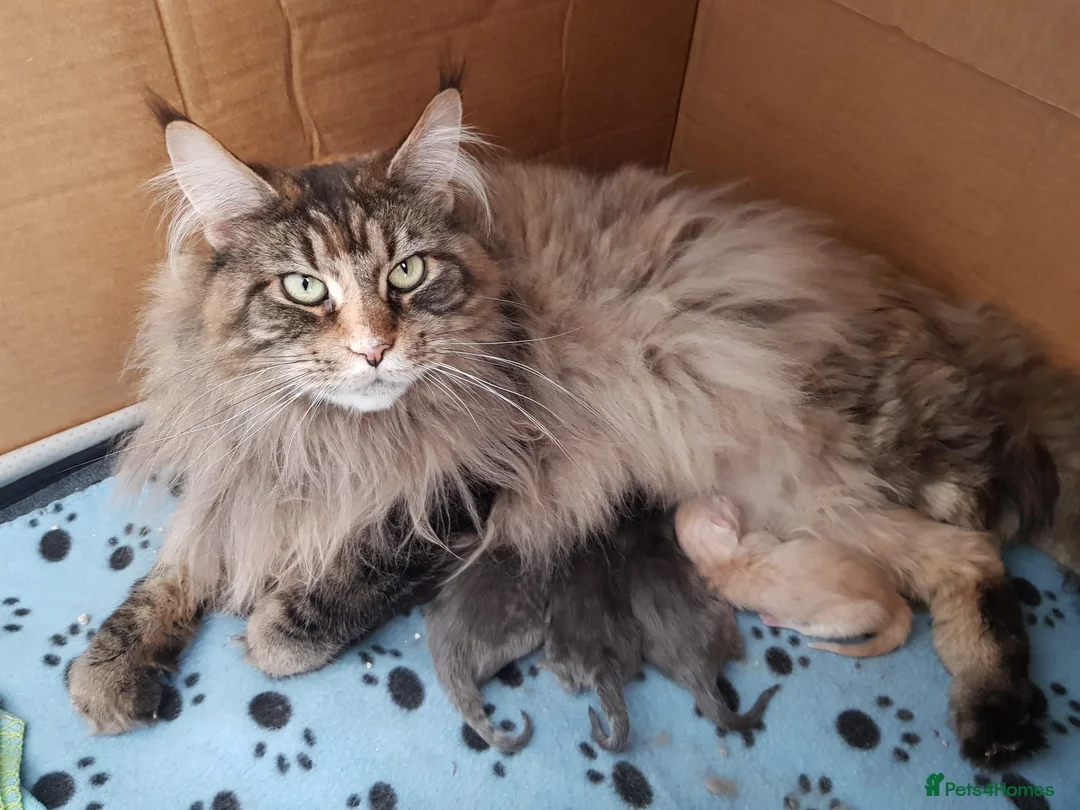Maine Coon cats for sale: Beautiful Maine coons  - Advert 1