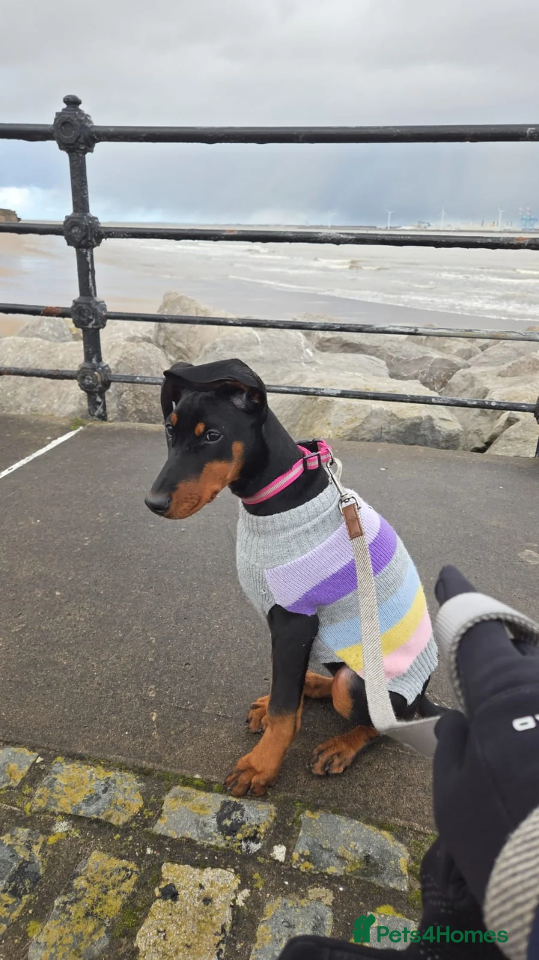 Dobermann dogs for sale: Doberman puppies " all reserved " - Advert 8