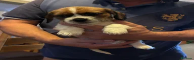 Mixed Breed 2