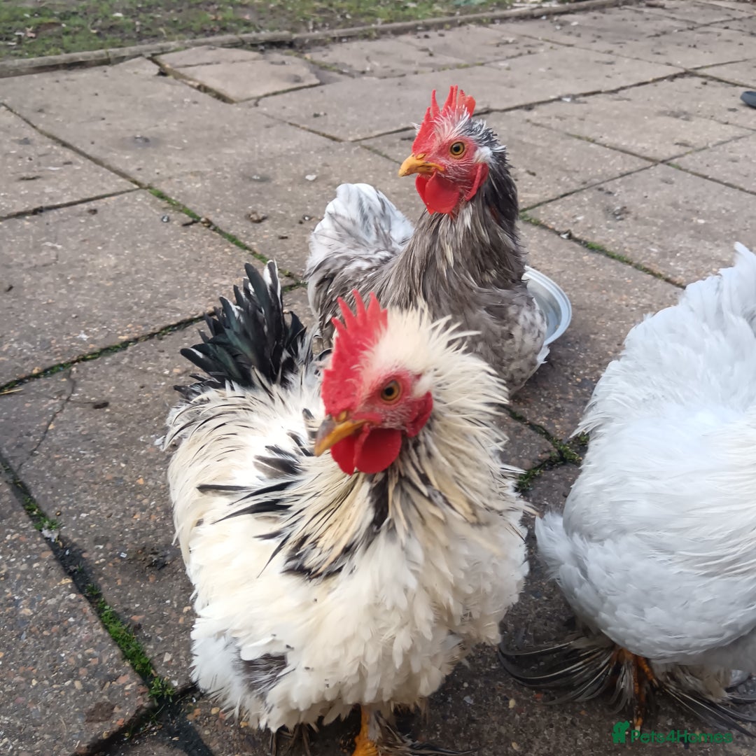 Hens poultry for sale: Chickens for sale - Image 6