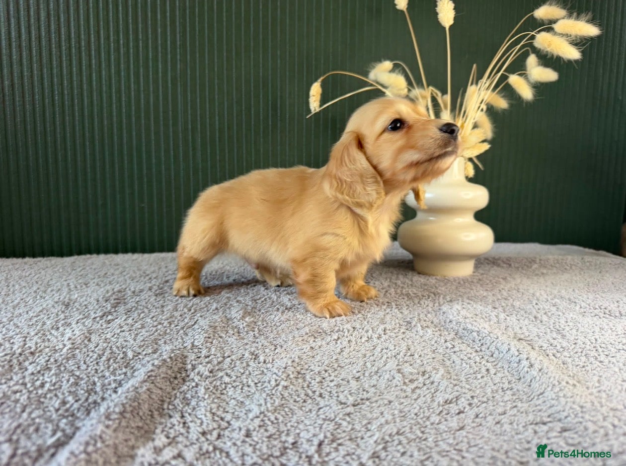 Miniature Dachshund dogs Cream Longhair Miniature Dachshund  - Advert 1