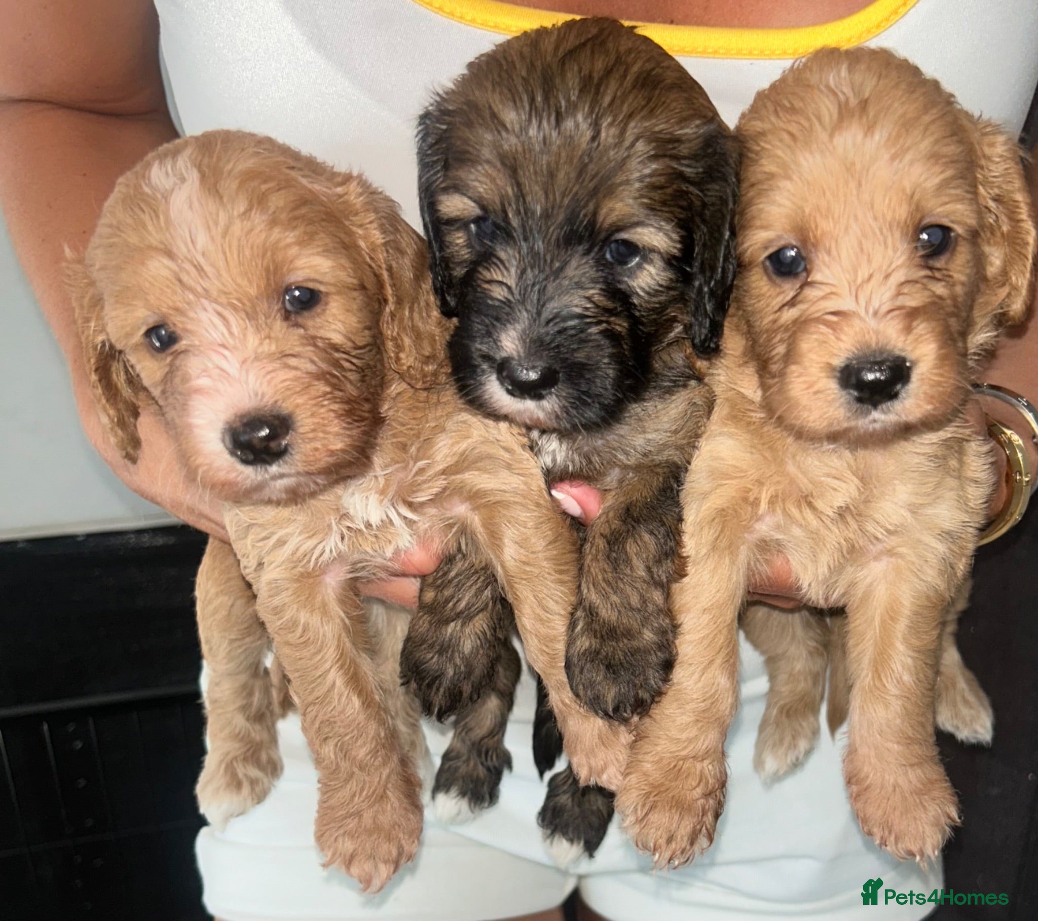 Cockapoo dogs Beautiful Cockerpoo puppies Mixture of colours  - Advert 1