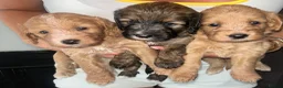 Cockapoo dogs for sale: Beautiful Cockerpoo puppies Mixture of colours  in Staines - Advert 1