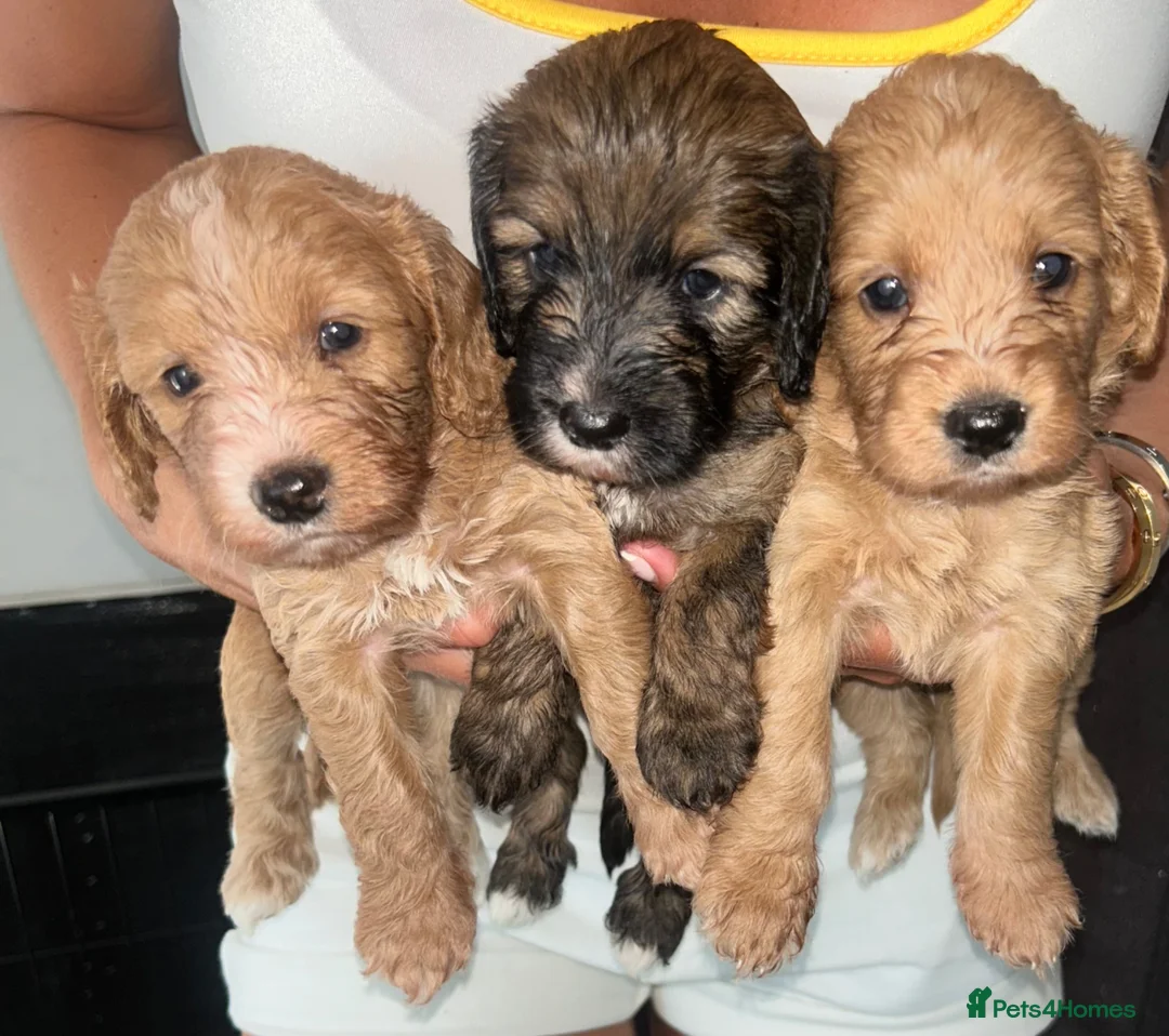 Cockapoo dogs for sale: Beautiful Cockerpoo puppies Mixture of colours  in Staines - Advert 1