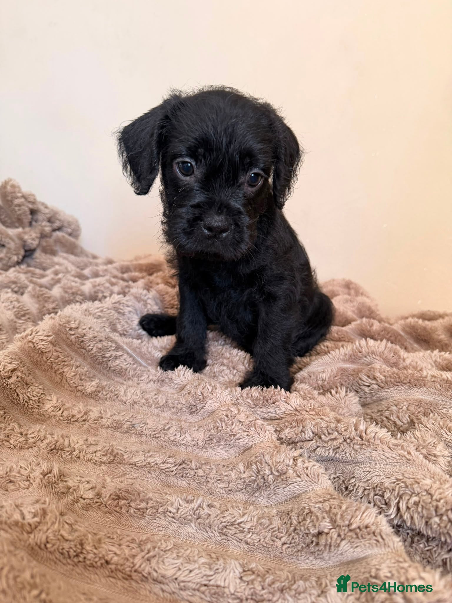 Mixed Breed dogs Frenchipoos - Advert 2