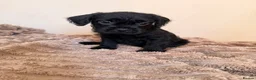 Mixed Breed dogs for sale: Frenchipoos - Advert 9